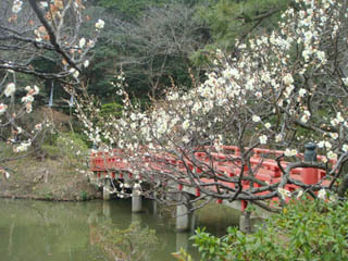 橋と梅の花